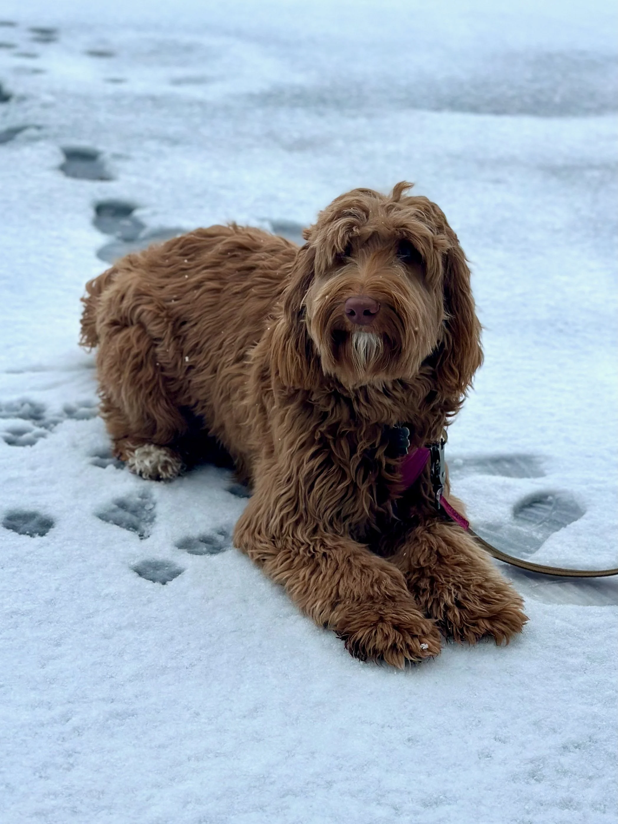 Dogs — Victoria Creek Australian Labradoodles